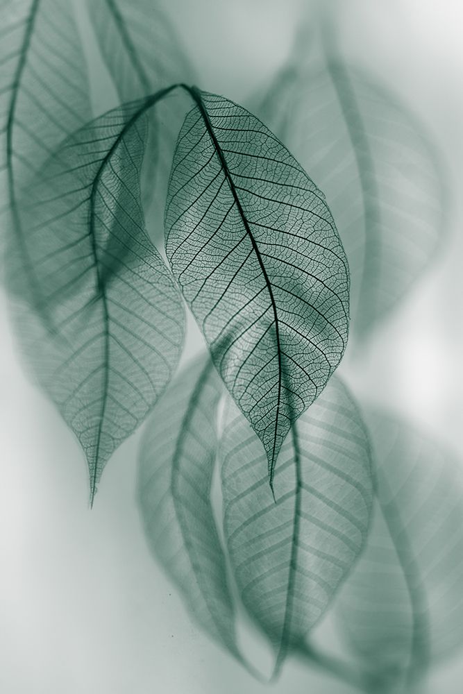 Leaf art print by Shihya Kowatari for $57.95 CAD