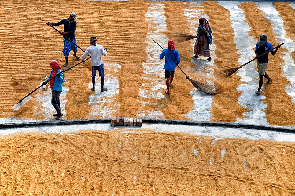 Paddy Drying13 art print by Shaibal Nandi for $57.95 CAD