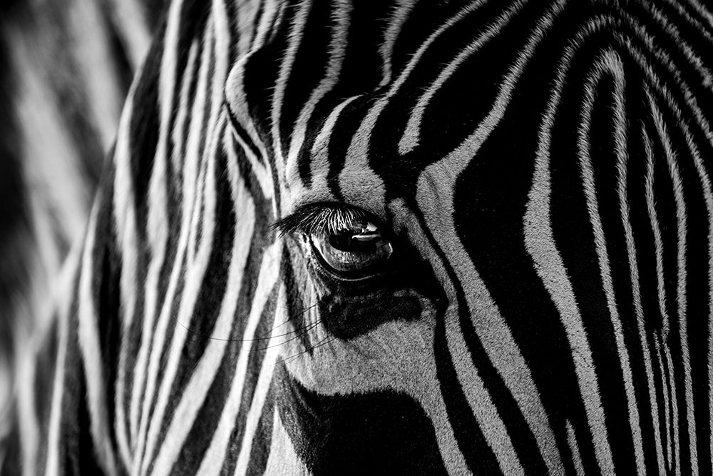 Abstract Zebra art print by Roy Darnell for $57.95 CAD