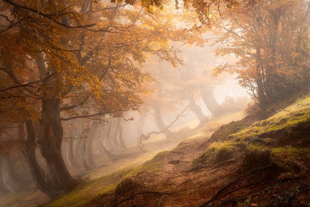 Twisted Beeches art print by Roberto Marchegiani for $57.95 CAD