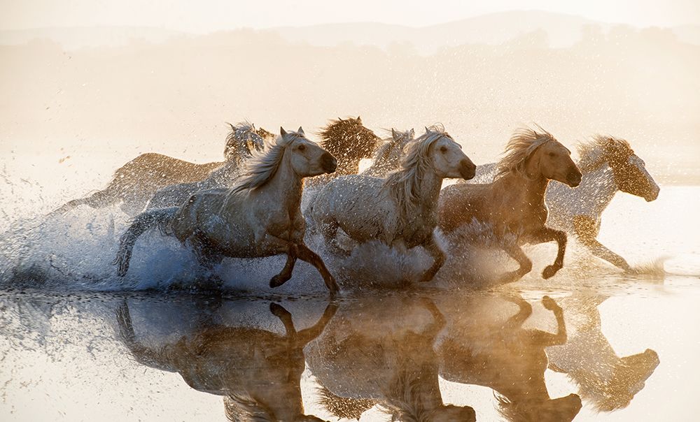 Horses art print by Summer2016 for $57.95 CAD