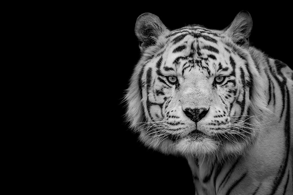 Bengal White Tiger art print by Nauzet Baez Photography for $57.95 CAD