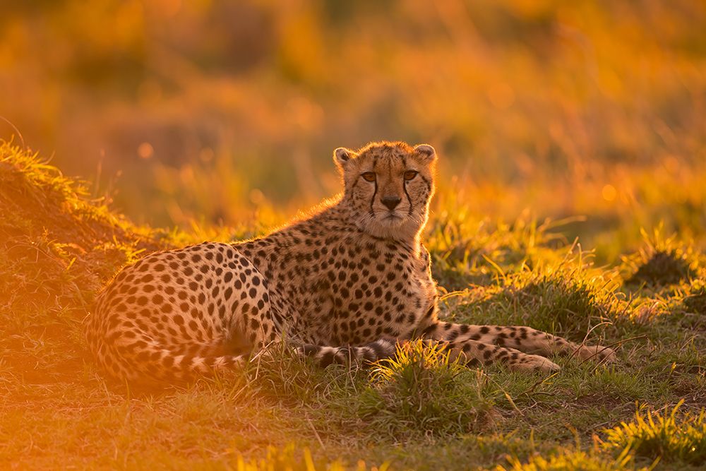Into the golden light art print by Marco Pozzi for $57.95 CAD