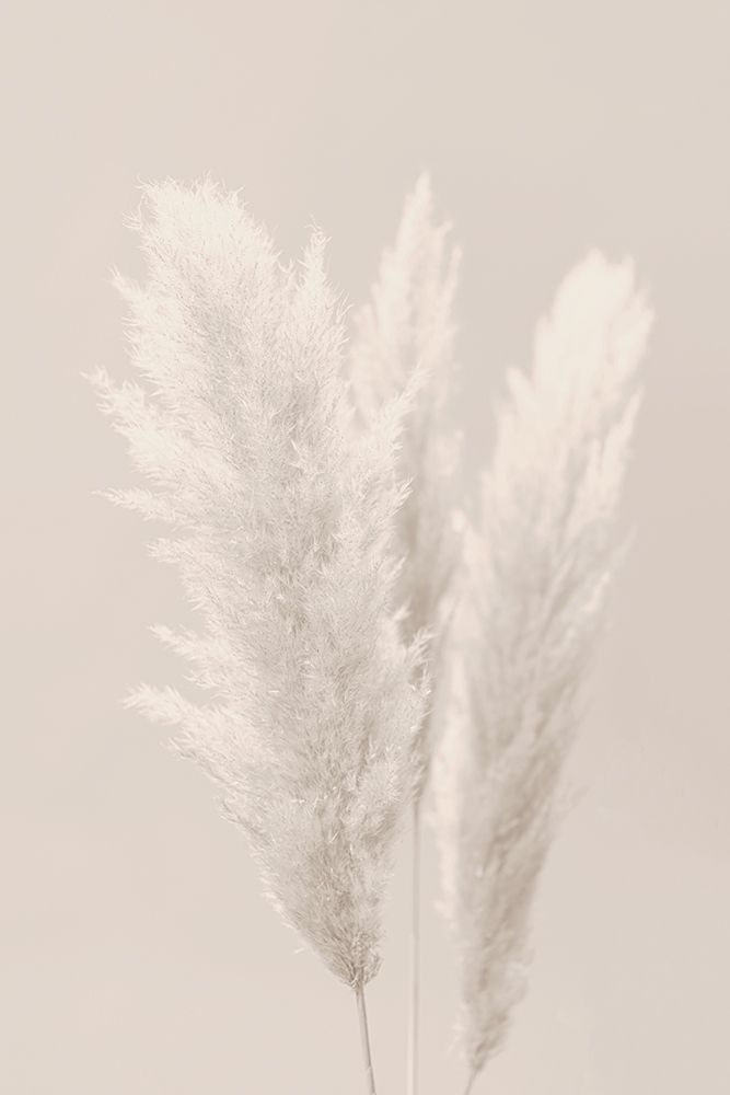 Pampas Grass_002 art print by 1x Studio III for $57.95 CAD