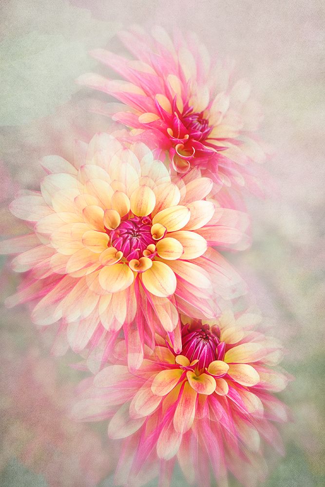 Trio art print by Jacky Parker for $57.95 CAD