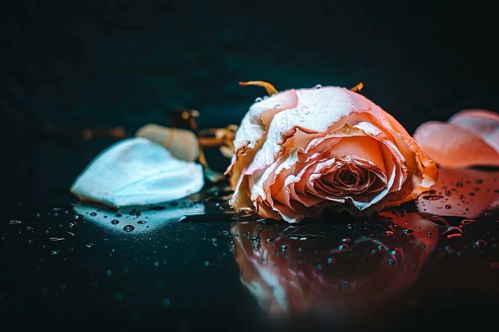 sad rose art print by Yahia Alsharif for $57.95 CAD