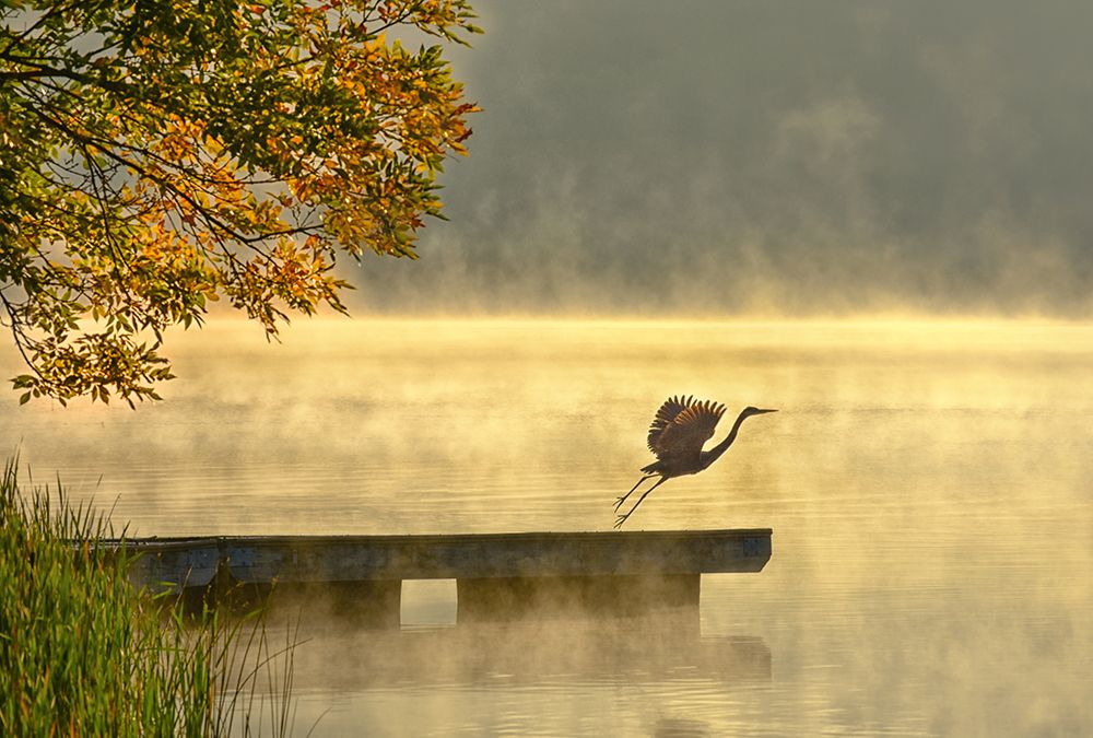 Morning flight art print by Eric Zhang for $57.95 CAD