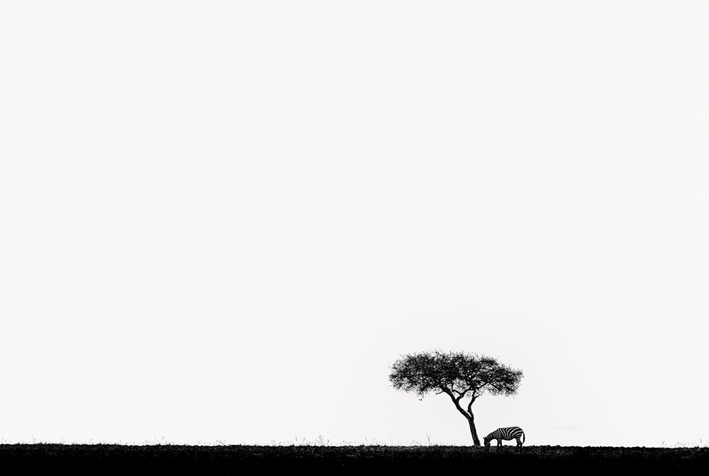 Africa art print by Wenjin Yu for $57.95 CAD