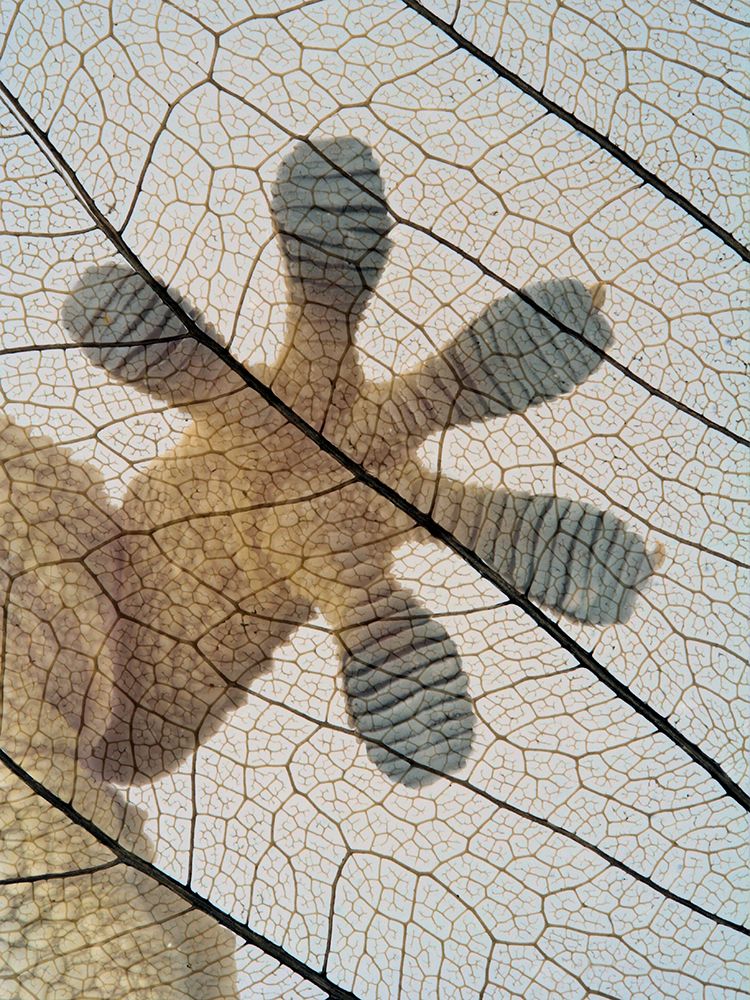 Gecko-paw art print by Jimmy Hoffman for $57.95 CAD