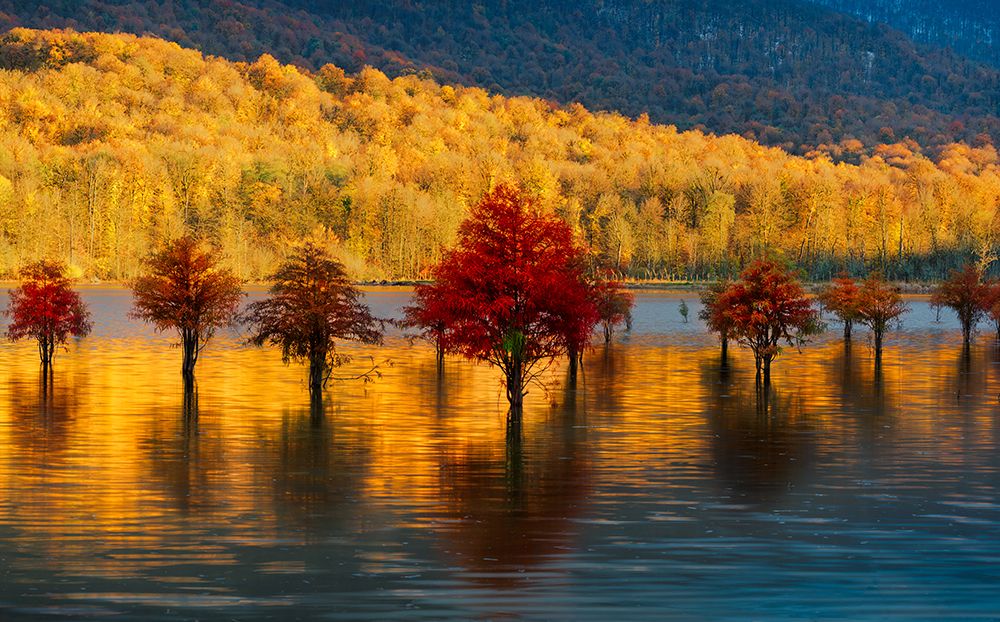 Golden sunset art print by Ali Fallahzadeh for $57.95 CAD