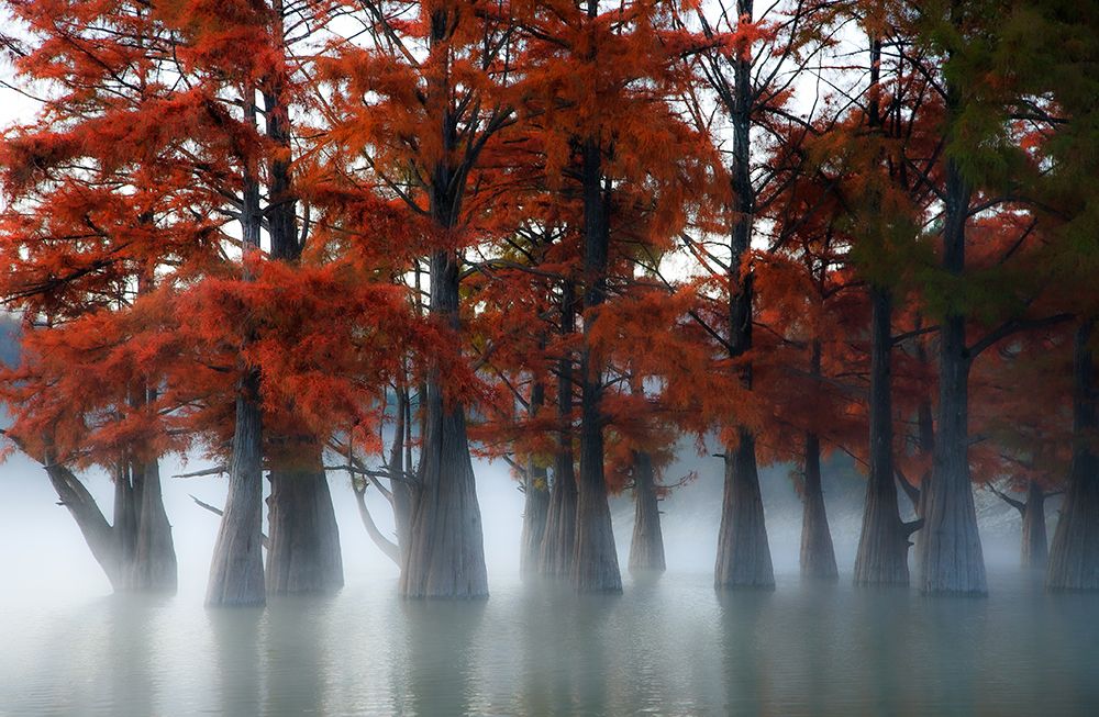 Cypress Trees art print by Dmitry Nesvetaylov for $57.95 CAD