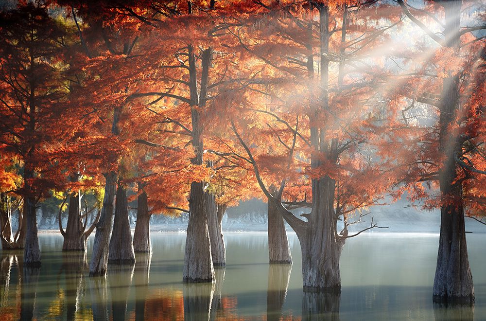 Sunny Cypress Trees art print by Dmitry Nesvetaylov for $57.95 CAD