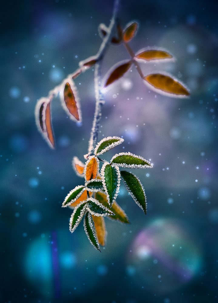 ... art print by Nikki Georgieva V for $57.95 CAD