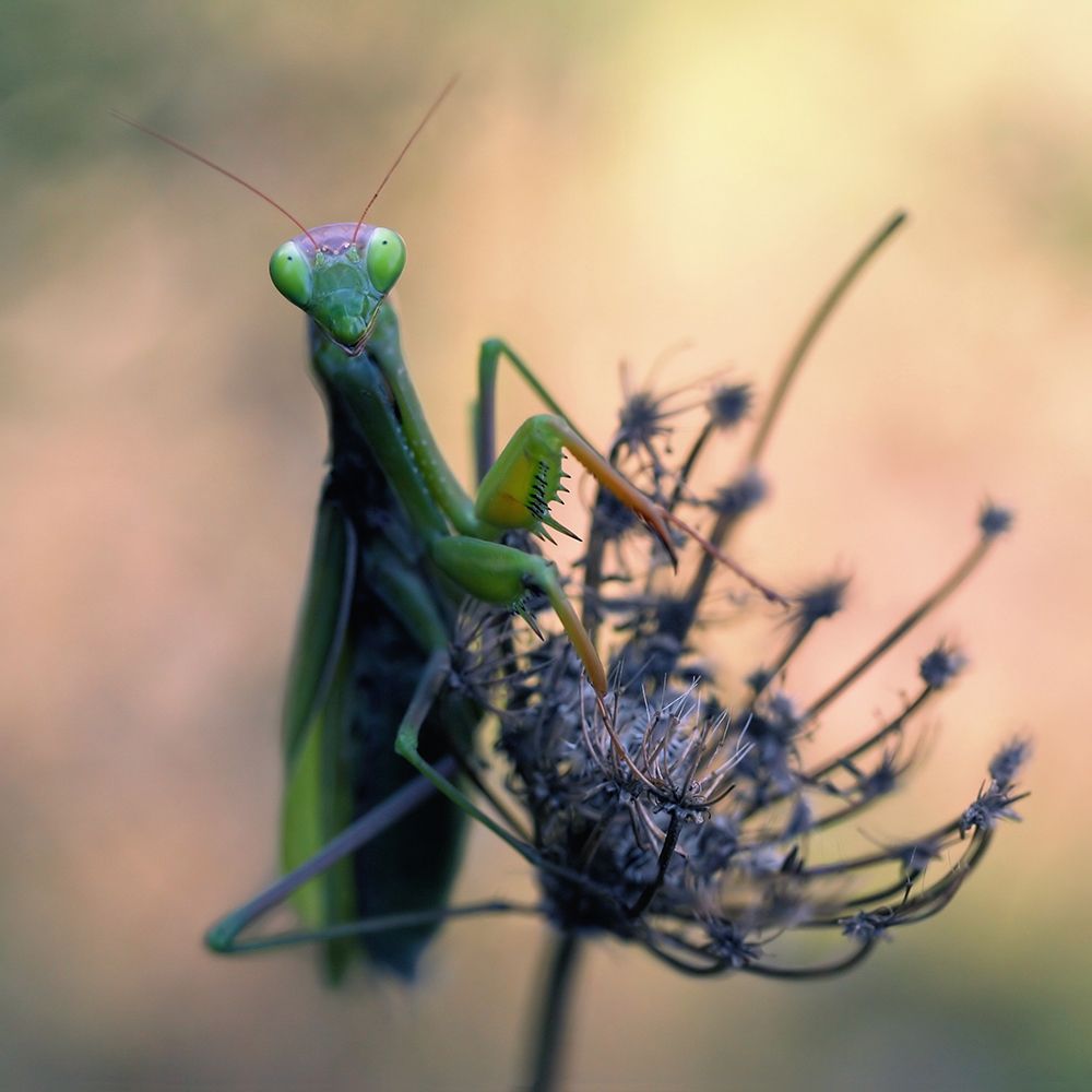 Praying Mantis art print by Jimmy Hoffman for $57.95 CAD