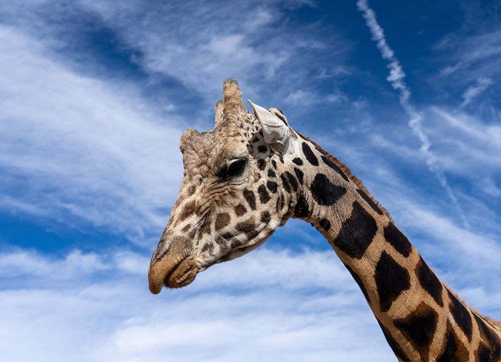 Head in the clouds art print by Dave Lehneman for $57.95 CAD