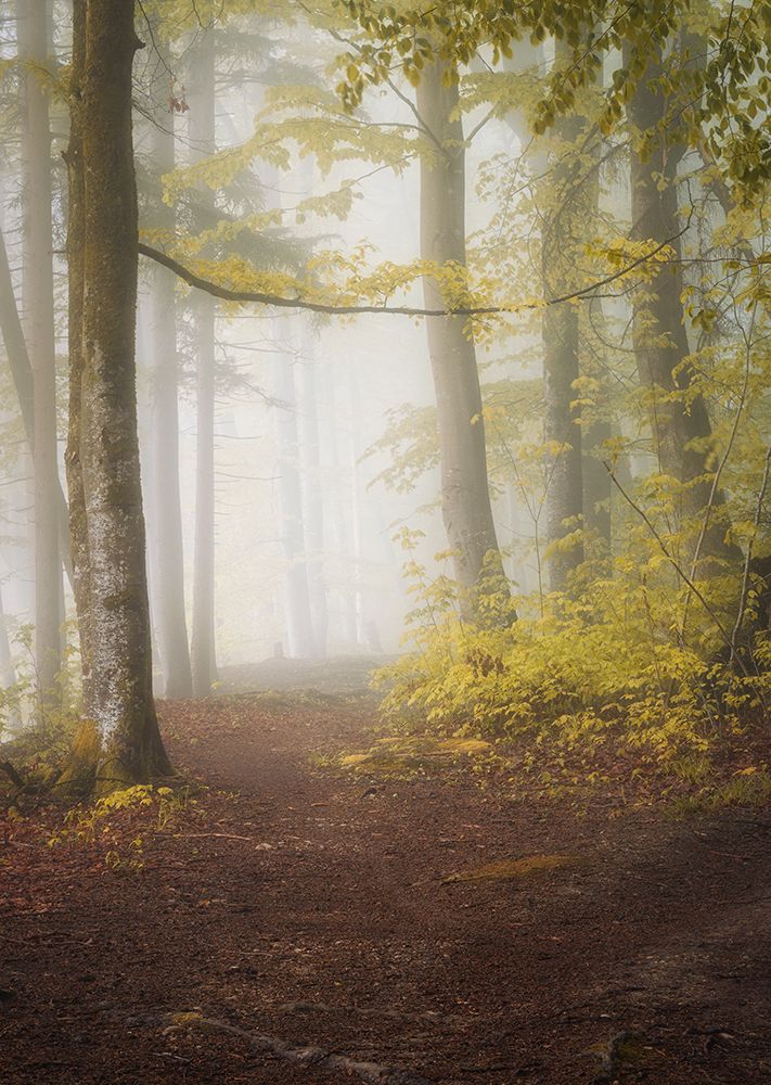 Lets go for a walk art print by Norbert Maier for $57.95 CAD