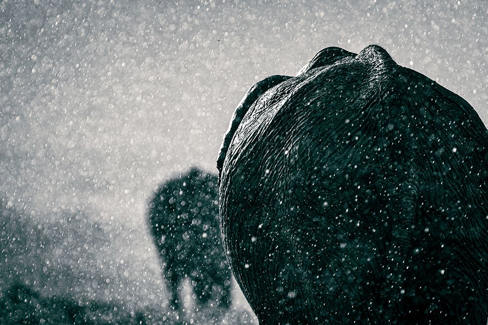 Rainy Season art print by Mike Taylor for $57.95 CAD
