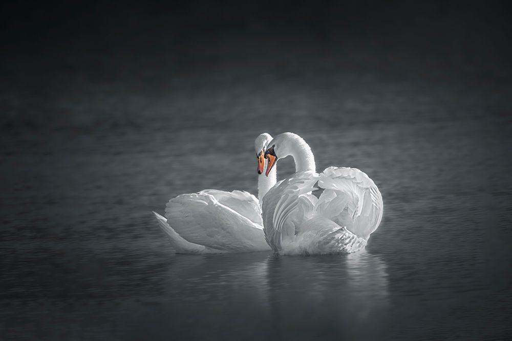 Public Display of Affection art print by Mei Hu for $57.95 CAD