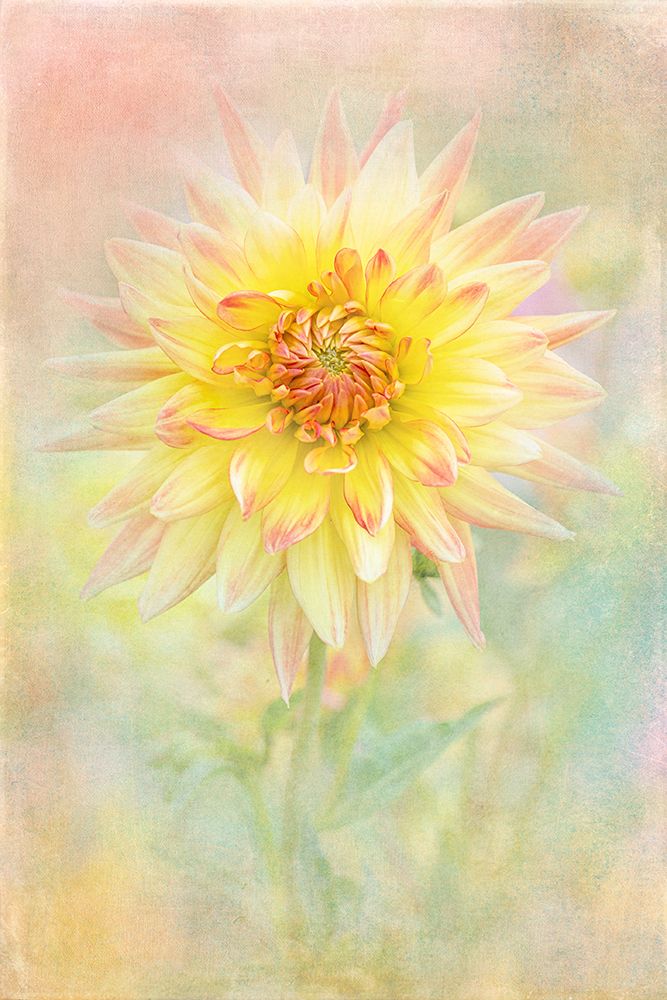 Lemon Spritz art print by Jacky Parker for $57.95 CAD