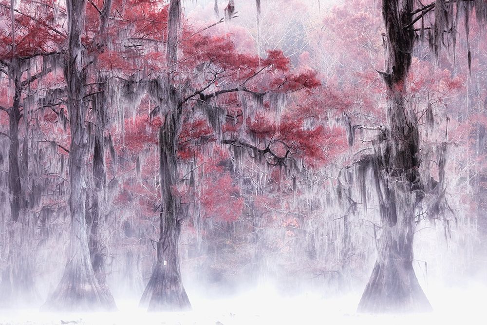 Foggy a Fall Foliage at Caddo Lake art print by Leechee Z for $57.95 CAD
