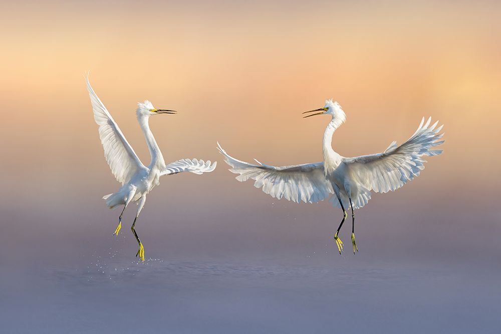 Happily Forever art print by Qing Zhao for $57.95 CAD