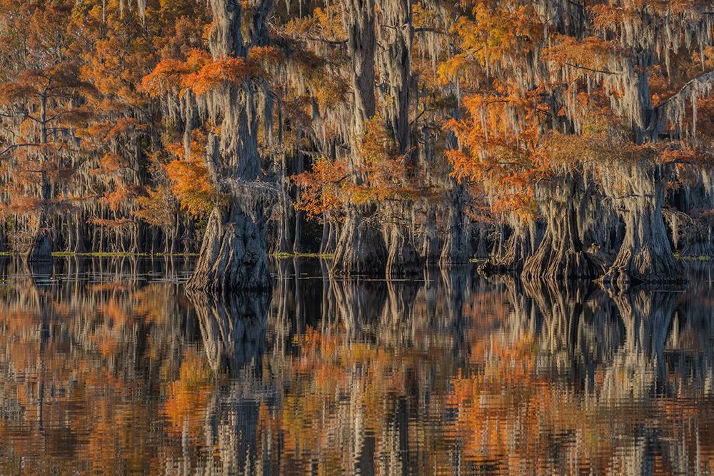 Caddo Lake 4 art print by Jenny J Rao for $57.95 CAD
