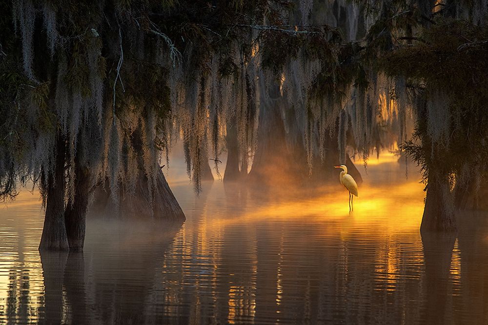 Under Spanish Moss art print by Dianne Mao for $57.95 CAD
