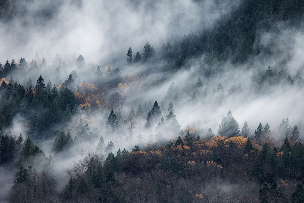 A Path Of The Fog art print by Tomomi Yamada for $57.95 CAD
