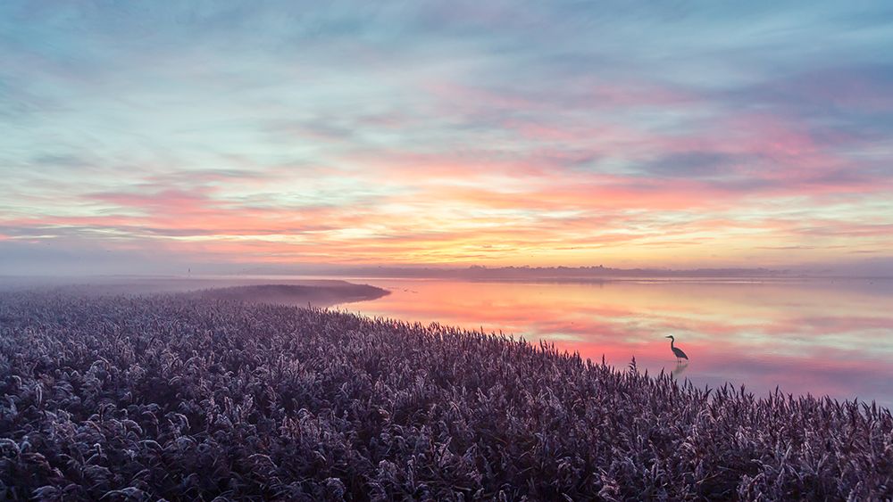 The herons morning view. art print by Leif Londal for $57.95 CAD