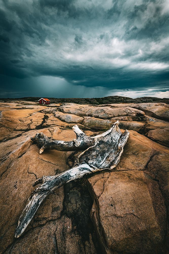 Drift Wood art print by Dan Larsson for $57.95 CAD