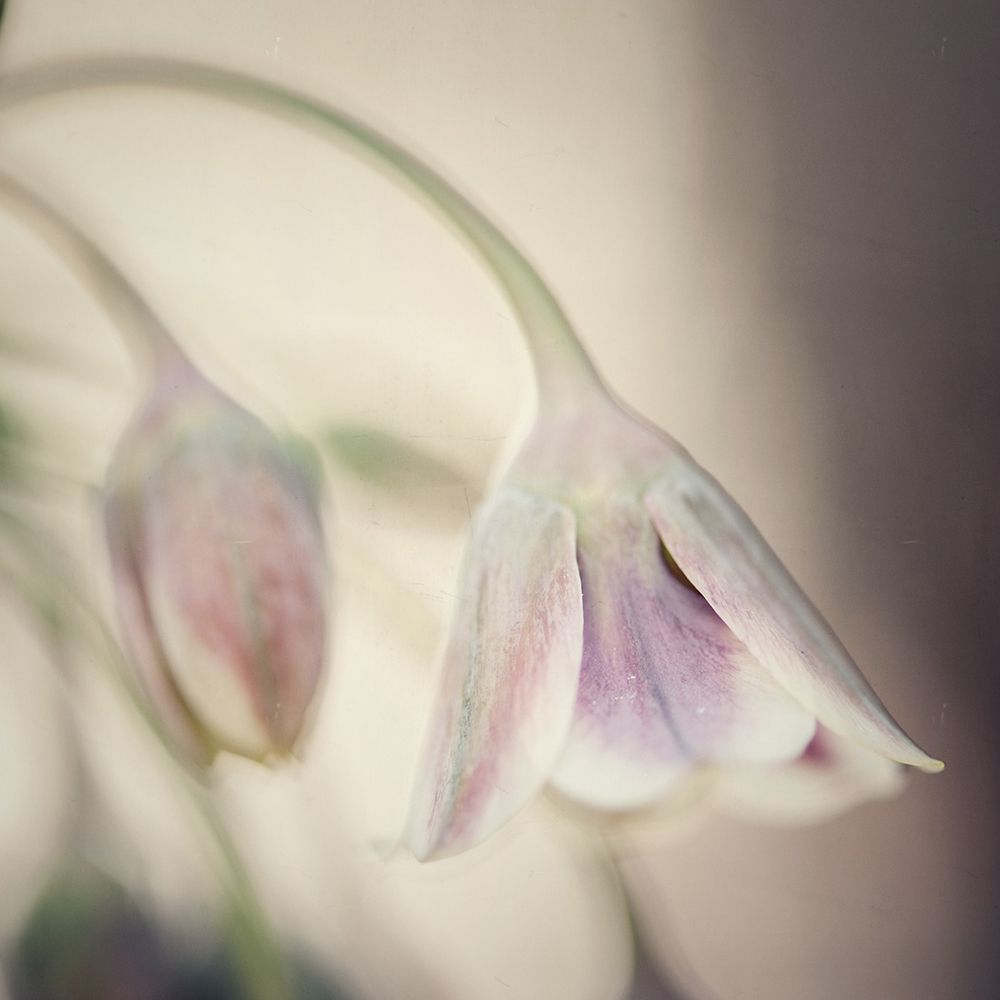 Soft Shades Of Pink art print by Carla Vermeend for $57.95 CAD