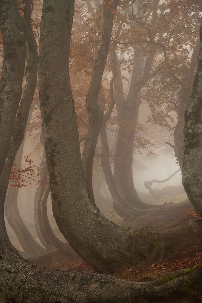 twisted beeches art print by Roberto Marchegiani for $57.95 CAD