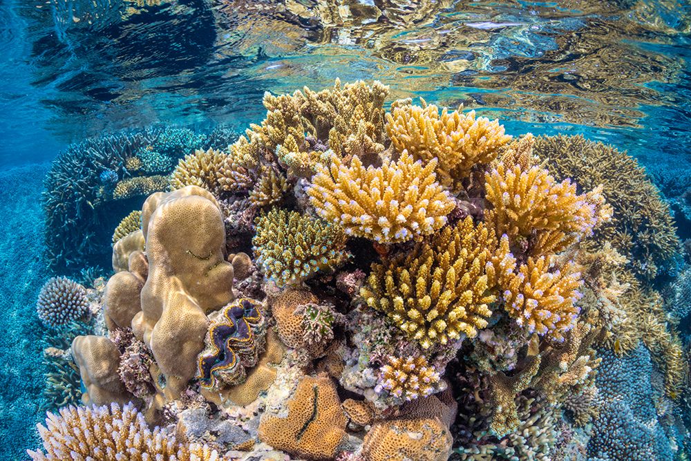 Reef of Mayotte art print by Barathieu Gabriel for $57.95 CAD