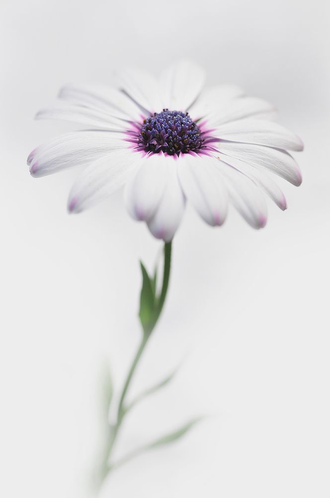 In My Garden_3 art print by Antonio Grambone for $57.95 CAD