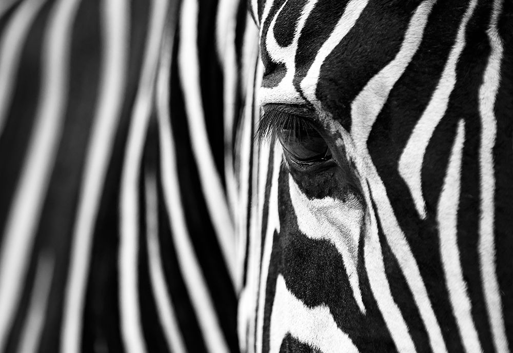 Zebra Maze art print by Andrew Suryono for $57.95 CAD
