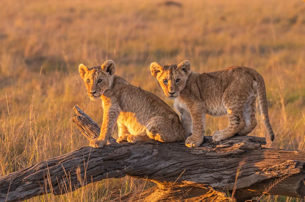 Lion Puppies art print by Ronen Rosenblatt for $57.95 CAD