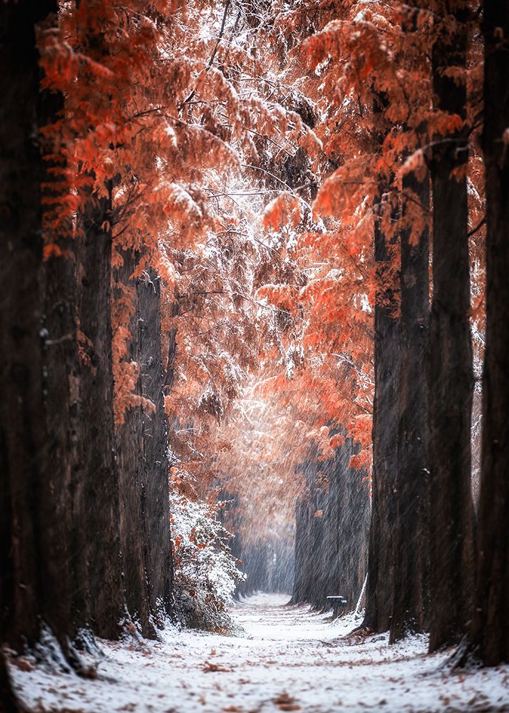 Snowy Day art print by Tiger Seo for $57.95 CAD