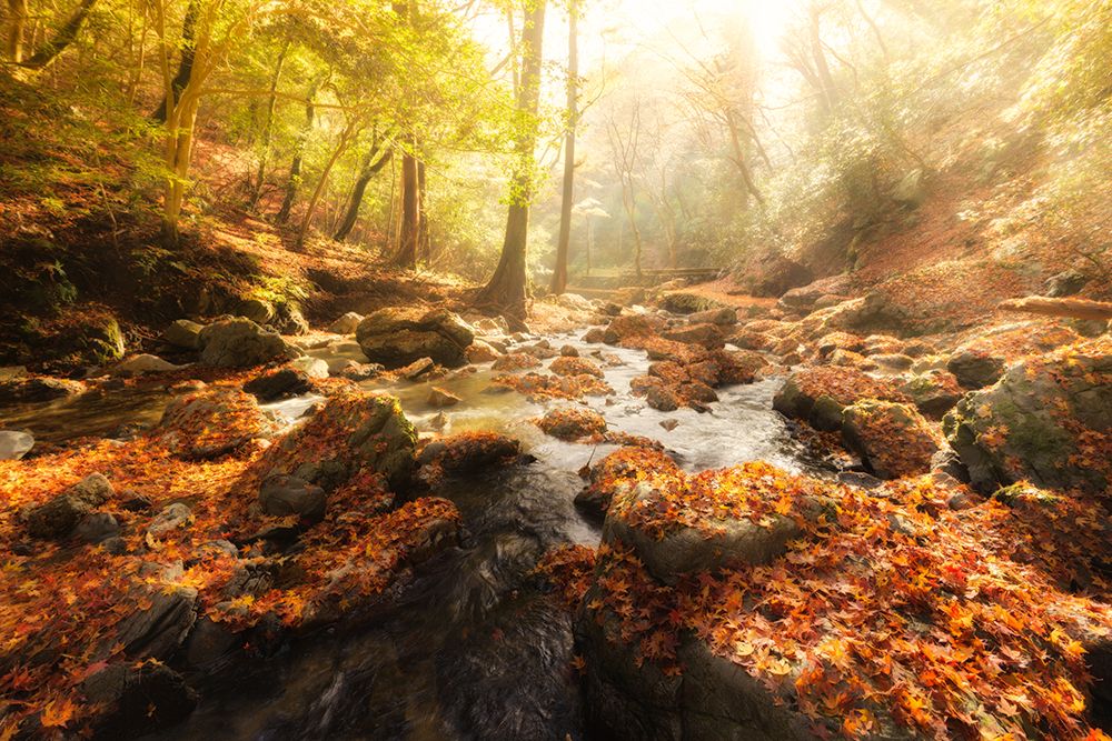 Autumn Journey art print by Yoshihiko Wada for $57.95 CAD