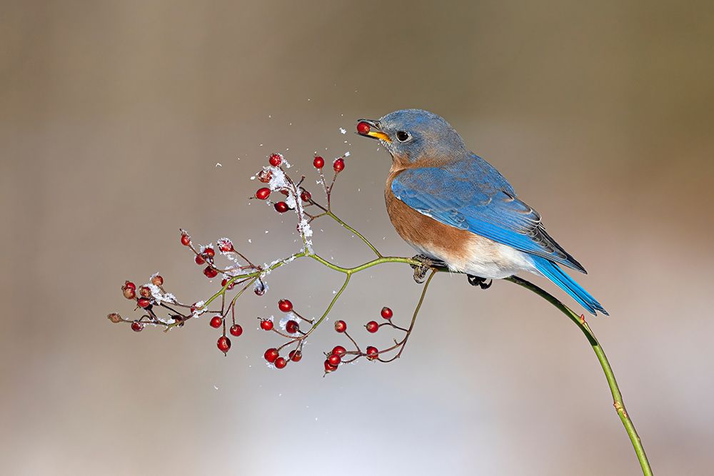 Blue bird in winter art print by Jia Chen for $57.95 CAD