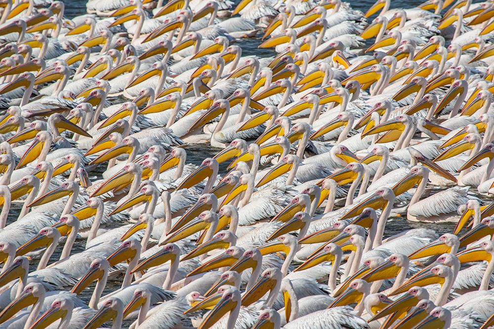Pelican Parade art print by Natalia Rublina for $57.95 CAD
