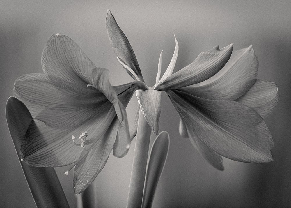 Elegance art print by Jan Rauwerdink for $57.95 CAD