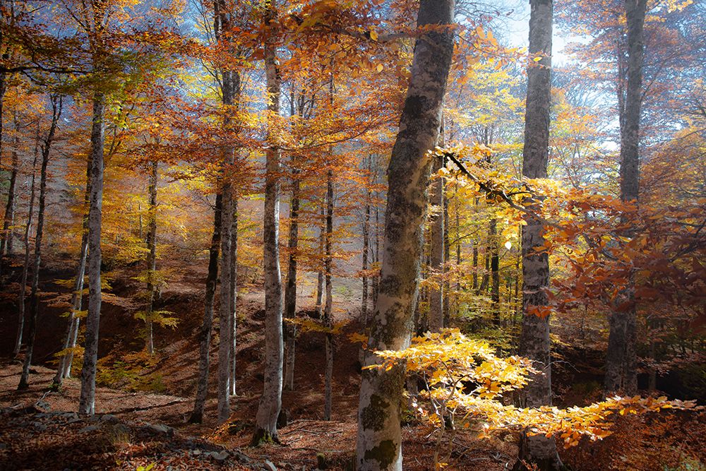 Fall Colors art print by Andrei for $57.95 CAD