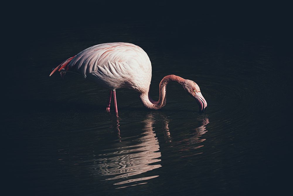 Enlighted Flamingo art print by Marco Tagliarino for $57.95 CAD