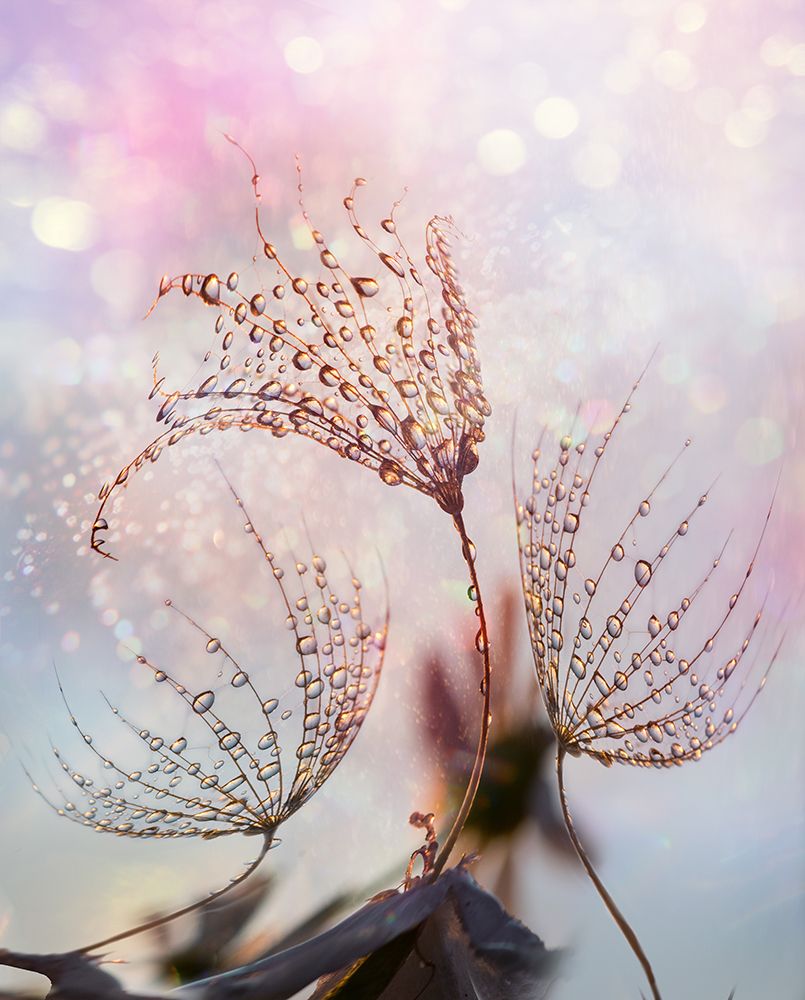 macro art print by Tanya Markova for $57.95 CAD