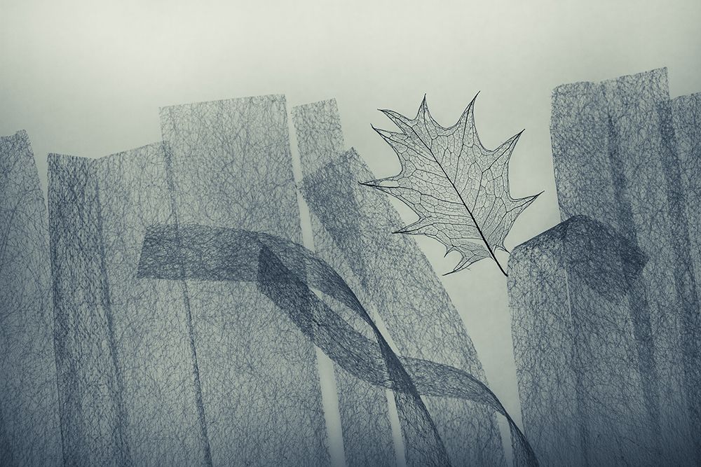 Leaf art print by Shihya Kowatari for $57.95 CAD