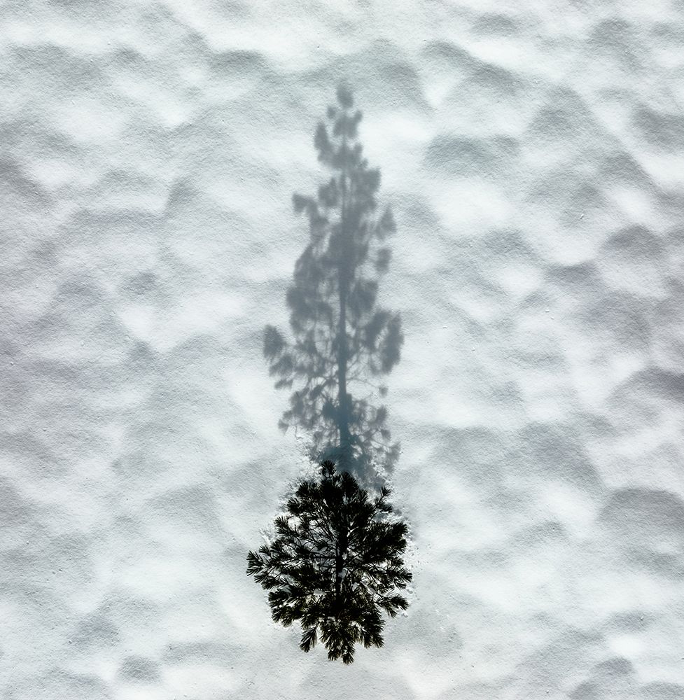 Winter Tree art print by Rob Darby for $57.95 CAD