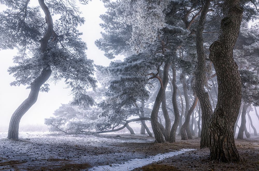Hoarfrost on the tree art print by Tiger Seo for $57.95 CAD