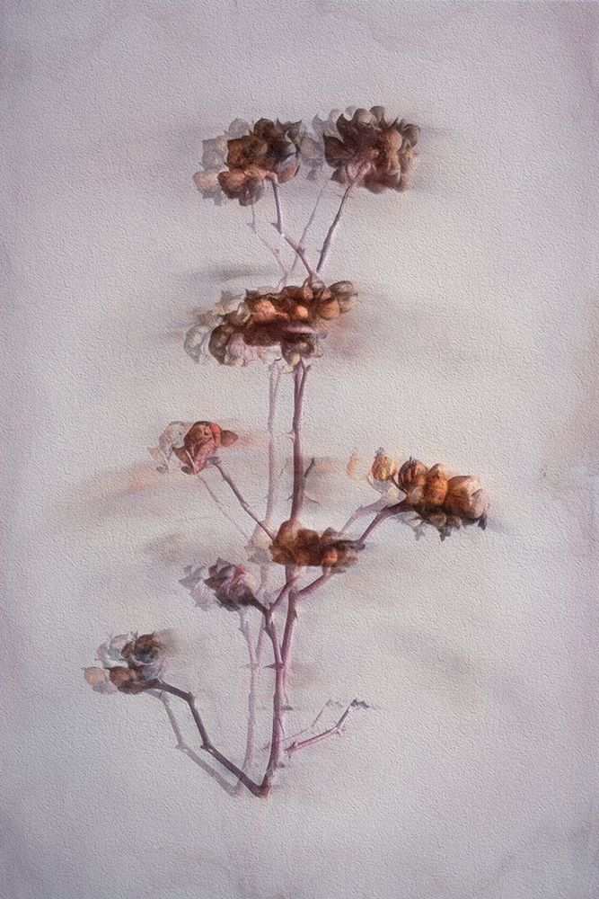 The Decay art print by Cicek Kiral for $57.95 CAD