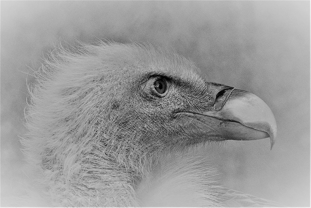 Bald Eagle art print by Cristian Andreescu for $57.95 CAD