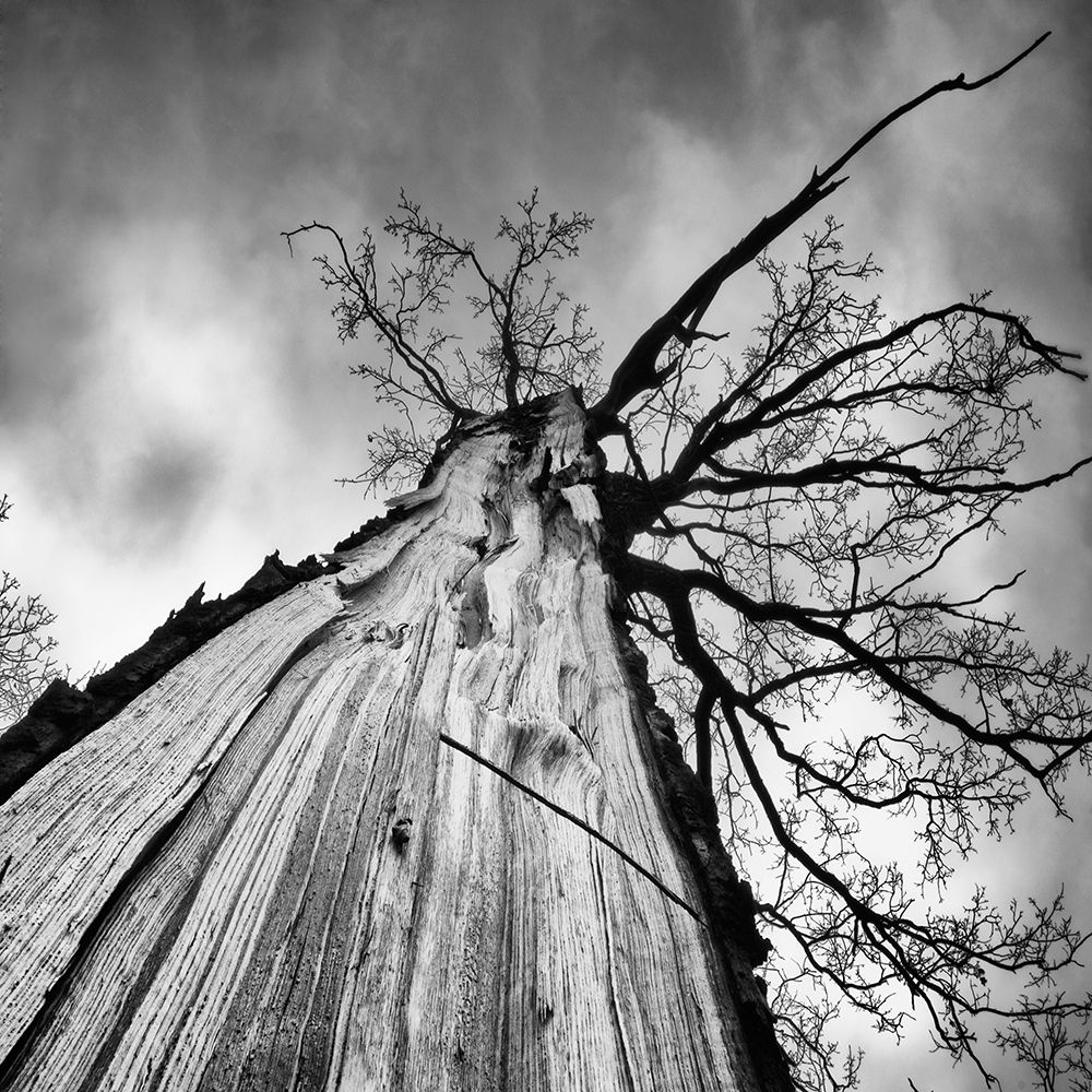 Heart Of A Tree art print by Tomas Frolec for $57.95 CAD